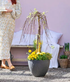 Dehner Gourmet Garten Zitronen-Thymian 9 Dehner Gourmet Garten Zitronen-Thymian -Pflanzenbedarf Geschäft 8815011 WE MO 001 FrueheFarbefuersZuhauseGelb