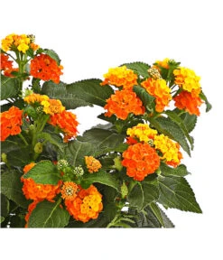 Wandelröschen -Pflanzenbedarf Geschäft 8815292 PR de 001 WandelroeschenLantanaCamaraT12DehnerExpressHerzig