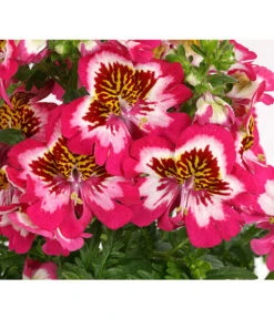 Bauernorchidee 17 Bauernorchidee -Pflanzenbedarf Geschäft 8815367 PR DE 001 SchizanthusT12DehnerExpressHerzig