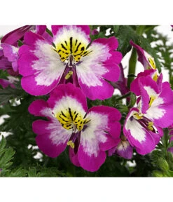 Bauernorchidee 18 Bauernorchidee -Pflanzenbedarf Geschäft 8815367 PR DE 002 SchizanthusT12DehnerExpressHerzig