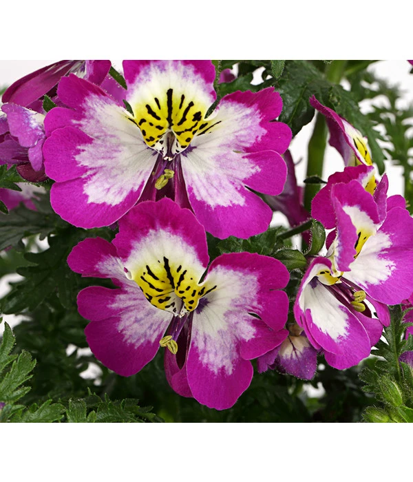 Bauernorchidee 10 Bauernorchidee – Bild 8