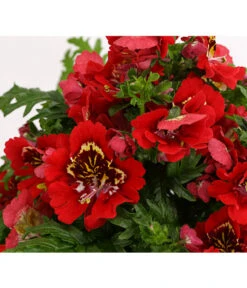 Bauernorchidee 19 Bauernorchidee -Pflanzenbedarf Geschäft 8815367 PR DE 003 SchizanthusT12DehnerExpressHerzig