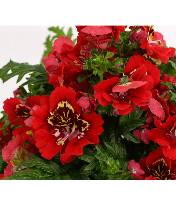 Bauernorchidee 11 Bauernorchidee – Bild 9