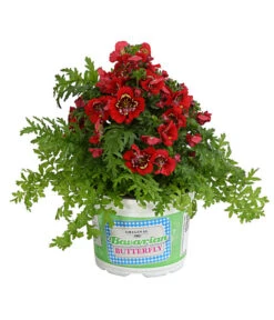 Bauernorchidee 13 Bauernorchidee -Pflanzenbedarf Geschäft 8815367 PR FS 003 SchizanthusT12DehnerExpressHerzig