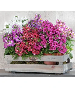 Bauernorchidee 14 Bauernorchidee -Pflanzenbedarf Geschäft 8815367 PR MO 002 SchizanthusT12BL18NEUUveSauer