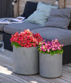 Bauernorchidee 16 Bauernorchidee -Pflanzenbedarf Geschäft 8815367 WE MO 001 Bauernorchidee