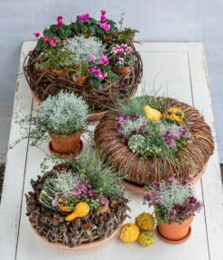 Dehner Kranz Twig, Ca. Ø30 Cm 6 Dehner Kranz Twig, Ca. Ø30 Cm -Pflanzenbedarf Geschäft 8815763 6273635 WE MO 001 MuecaKrazWeinrebeFrost