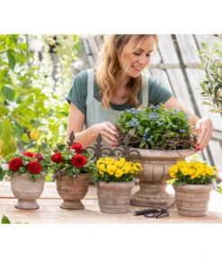 Vergissmeinnicht -Pflanzenbedarf Geschäft 8817355 6874812 6855456 8244501 8808214 WE MO 001 GC02 2022