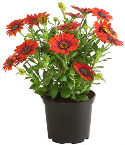 Kapkörbchen 'Purple Sun'