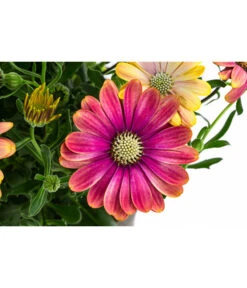 Kapkörbchen Im Pottburri®-Topf, Verschiedene Sorten -Pflanzenbedarf Geschäft 8820763 WE DE 001 KapkoerbchenMixT13