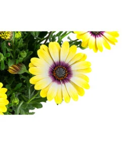 Kapkörbchen Im Pottburri®-Topf, Verschiedene Sorten -Pflanzenbedarf Geschäft 8820763 WE DE 002 KapkoerbchenMixT13