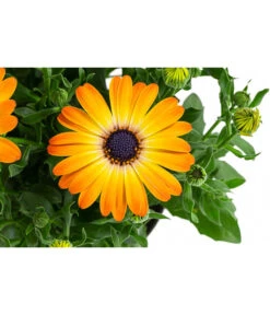 Kapkörbchen Im Pottburri®-Topf, Verschiedene Sorten -Pflanzenbedarf Geschäft 8820763 WE DE 003 KapkoerbchenMixT13