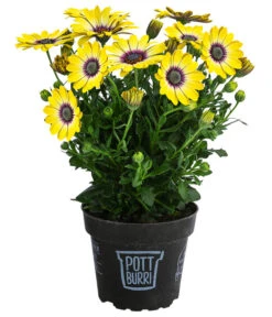 Kapkörbchen Im Pottburri®-Topf, Verschiedene Sorten -Pflanzenbedarf Geschäft 8820763 WE FS 002 KapkoerbchenMixT13