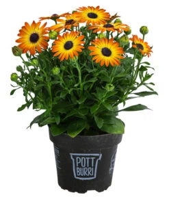 Kapkörbchen Im Pottburri®-Topf, Verschiedene Sorten -Pflanzenbedarf Geschäft 8820763 WE FS 003 KapkoerbchenMixT13