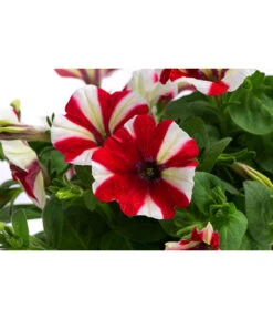 Petunie Im Pottburri®-Topf, Verschiedene Sorten -Pflanzenbedarf Geschäft 8820789 WE DE 001 PetunieT13