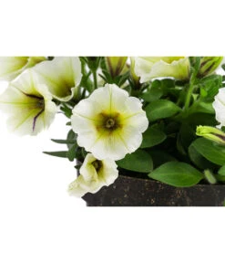 Petunie Im Pottburri®-Topf, Verschiedene Sorten -Pflanzenbedarf Geschäft 8820789 WE DE 002 PetunieT13