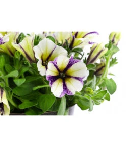 Petunie Im Pottburri®-Topf, Verschiedene Sorten -Pflanzenbedarf Geschäft 8820789 WE DE 003 PetunieT13