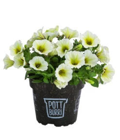 Petunie Im Pottburri®-Topf, Verschiedene Sorten -Pflanzenbedarf Geschäft 8820789 WE FS 002 PetunieT13