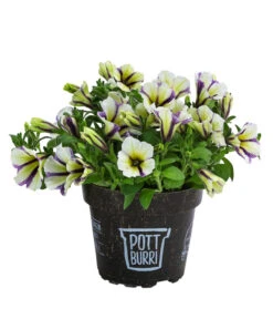 Petunie Im Pottburri®-Topf, Verschiedene Sorten -Pflanzenbedarf Geschäft 8820789 WE FS 003 PetunieT13