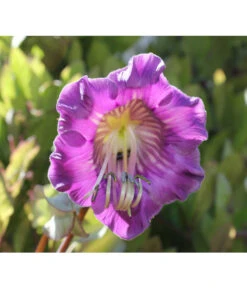 Glockenrebe -Pflanzenbedarf Geschäft 8821969 DE 002 CobaeaScandensPixabay