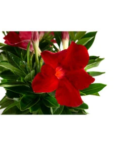 Dipladenie, Ampel 7 Dipladenie, Ampel -Pflanzenbedarf Geschäft 8822827 WE DE 001 DipladenieT14