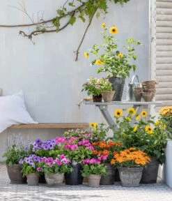 Bauernorchidee 15 Bauernorchidee -Pflanzenbedarf Geschäft 8823122 WE MO 001 HelianthusT14