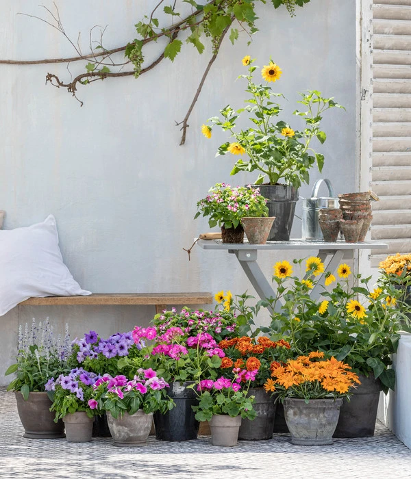 Bauernorchidee 7 Bauernorchidee – Bild 5