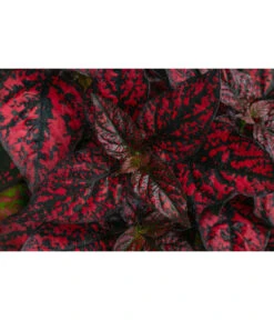 Punktblume 'Hippo', Verschiedene Sorten 15 Punktblume 'Hippo', Verschiedene Sorten -Pflanzenbedarf Geschäft 8824252 WE DE 001 HippoMixT12