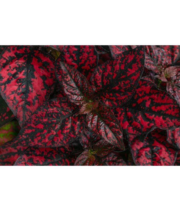 Punktblume 'Hippo', Verschiedene Sorten 8 Punktblume 'Hippo', Verschiedene Sorten – Bild 6