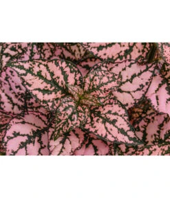 Punktblume 'Hippo', Verschiedene Sorten 16 Punktblume 'Hippo', Verschiedene Sorten -Pflanzenbedarf Geschäft 8824252 WE DE 002 HippoMixT12