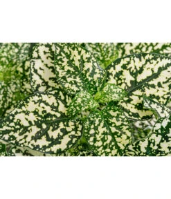 Punktblume 'Hippo', Verschiedene Sorten 17 Punktblume 'Hippo', Verschiedene Sorten -Pflanzenbedarf Geschäft 8824252 WE DE 003 HippoMixT12