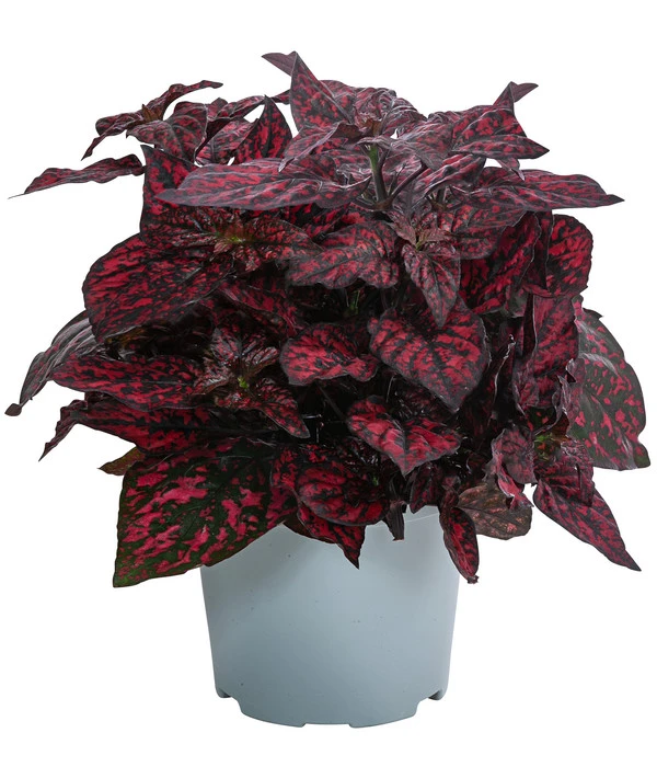 Punktblume 'Hippo', Verschiedene Sorten 3 Punktblume 'Hippo', Verschiedene Sorten