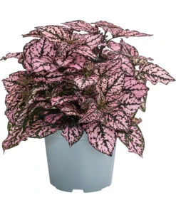 Punktblume 'Hippo', Verschiedene Sorten 11 Punktblume 'Hippo', Verschiedene Sorten -Pflanzenbedarf Geschäft 8824252 WE FS 002 HippoMixT12