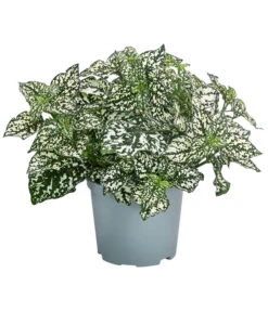 Punktblume 'Hippo', Verschiedene Sorten 12 Punktblume 'Hippo', Verschiedene Sorten -Pflanzenbedarf Geschäft 8824252 WE FS 003 HippoMixT12