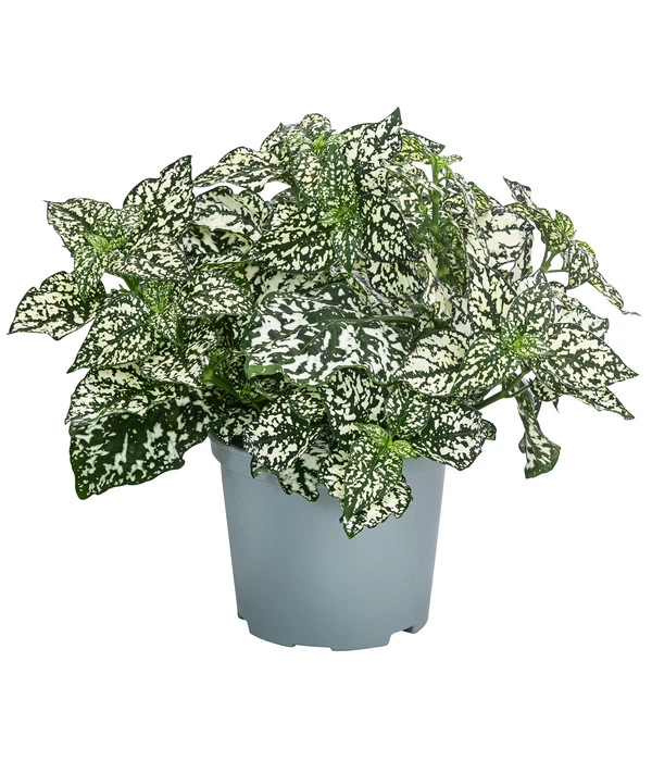 Punktblume 'Hippo', Verschiedene Sorten 5 Punktblume 'Hippo', Verschiedene Sorten – Bild 3