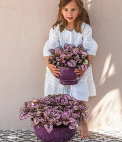 Punktblume 'Hippo', Verschiedene Sorten 13 Punktblume 'Hippo', Verschiedene Sorten -Pflanzenbedarf Geschäft 8824252 WE MO 002 PunktblumeHippo