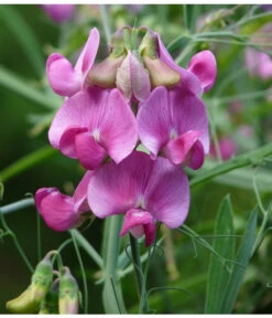 Duftwicke -Pflanzenbedarf Geschäft 8824914 WE DE 001 LathyrusOdoratusRosaPixabay