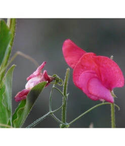 Duftwicke -Pflanzenbedarf Geschäft 8824914 WE DE 002 LathyrusOdoratusRotPixabay