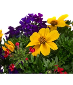 Pflanzenmix Trio Mio -Pflanzenbedarf Geschäft 8827016 WE DE 001 TrioMioT13