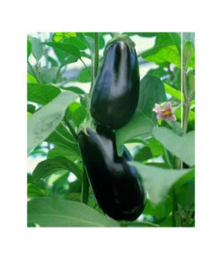 Dehner Gourmet Garten Aubergine, Veredelt 9 Dehner Gourmet Garten Aubergine, Veredelt -Pflanzenbedarf Geschäft 8830051 BildFS 001 AubergineCarmenGgAubergineCarmen