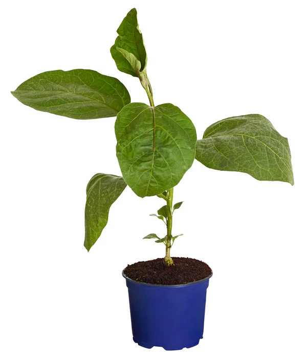 Dehner Gourmet Garten Aubergine, Veredelt 4 Dehner Gourmet Garten Aubergine, Veredelt – Bild 2