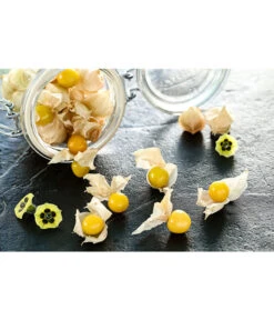 Dehner Ananaskirsche Physalis -Pflanzenbedarf Geschäft 8830069 PR MO 001 PhysalisAnanaskirsche