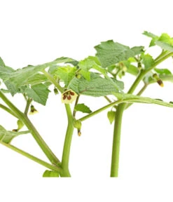 Dehner Ananaskirsche Physalis -Pflanzenbedarf Geschäft 8830069 WE DE 001 AnanaskirschePhysalisPhysalisPreciosaT12DehnerExpressHerzig