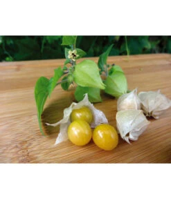 Dehner Ananaskirsche Physalis -Pflanzenbedarf Geschäft 8830069 WE MO 001 AnanaskirschePhysalis