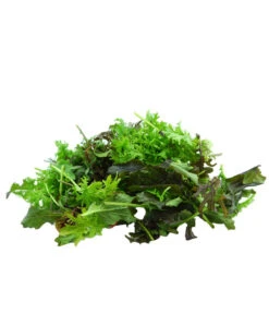 Bio Asia Wildkräuter Im Pottburri®-Topf -Pflanzenbedarf Geschäft 8830473 WE DE 002 BioPBAsiaWildkraeuter