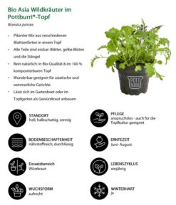 Bio Asia Wildkräuter Im Pottburri®-Topf -Pflanzenbedarf Geschäft 8830473 WE IG 001 BioAsiaWildkraeuterimPottburriTopf