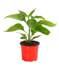 Chili 'Scotch Bonnet' -Pflanzenbedarf Geschäft 8830614 PR FS 002 CapsicumChinenseChiliScotchBonnetDehnerExpressHerzig