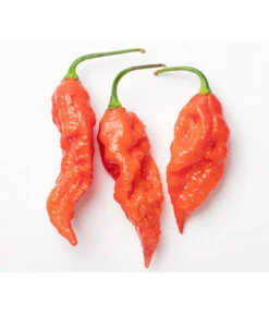 Geisterchili -Pflanzenbedarf Geschäft 8830630 WE DE 001 IndischerGeisterchili