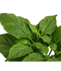 Geisterchili -Pflanzenbedarf Geschäft 8830630 WE DE 002 IndischerGeisterchili