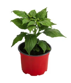 Geisterchili -Pflanzenbedarf Geschäft 8830630 WE FS 002 IndischerGeisterchili